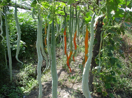 Snake Gourd seed Trichosanthes anguina